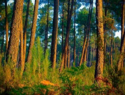 La Forêt et le Bois en France en 100 questions