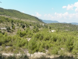 « La forêt méditerranéenne a-t-elle encore un avenir ? »