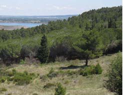 Dispositif d'aide au renouvellement forestier