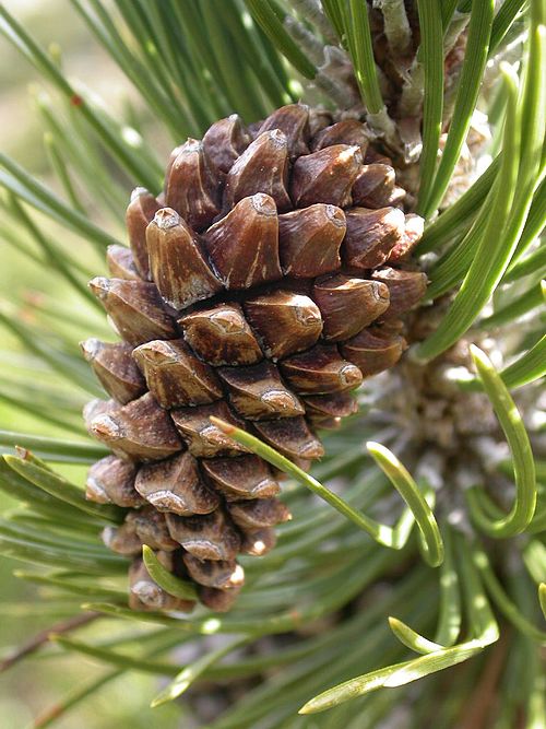Situation sanitaire du pin à crochets dans les Hautes-Alpes