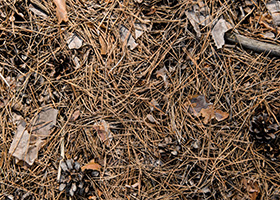 Regards sur les sols forestiers méditerranéens