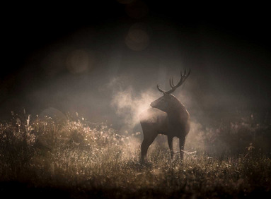 Journée terrain " Forêt, faune sauvage, citoyen, un impossible équilibre ?" (34)