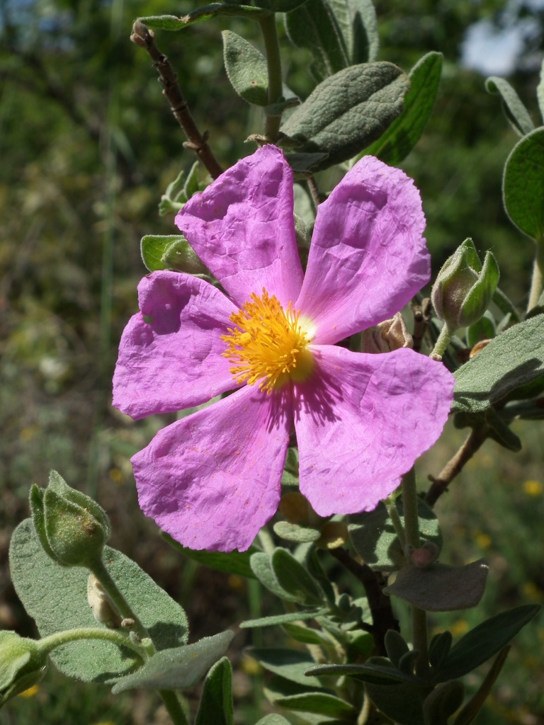 "Journée régionale d'échantillonnage Vigie-Flore" - Banyuls-sur-mer