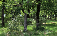 Cycle de webinaires "nouveau schéma PEFC"