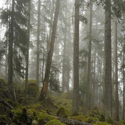 Tilhouse, 9 hectares de forêts préservés