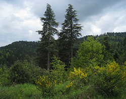 Deux demi-journées consacrées au « Cèdre en Méditerranée » les 23 et 24 juin 2022 - Forêt du Rialsesse et Quillan (Aude)